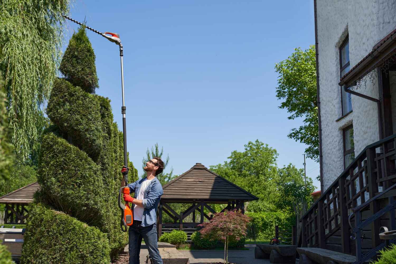 Large Tree Removal